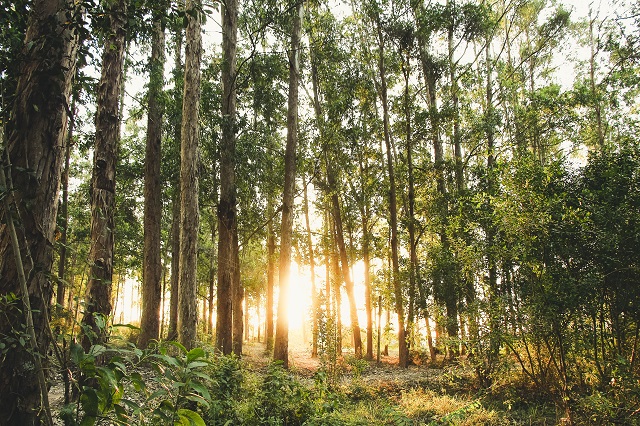 10 պատճառ, թե ինչու են կարևոր անտառները