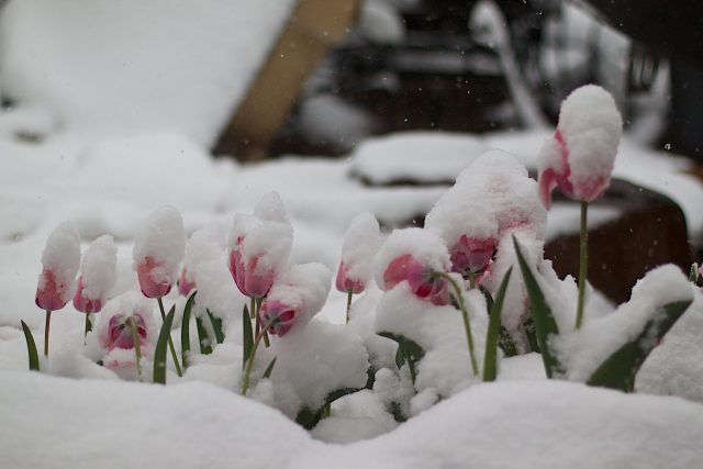 Ճամբարակ, Գավառ, Վարդենիս քաղաքներում և Լոռու մարզի Սպիտակի ոլորաններում տեղում է ձյուն