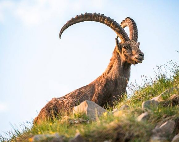 բեզոարյան այծ | Առավոտ - Լուրեր Հայաստանից