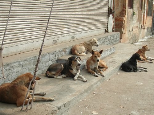 Պտղնեցիները` կատաղած շների, չեղած տրանսպորտի ու ասֆալտապատման խնդիրների մասին