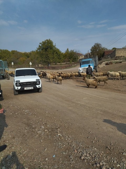 Համակարգված գործողությունների արդյունքում հակառակորդի կողմից հետ են հանձնվել Կոռնիձորի բնակչին պատկանող 106 գլուխ ոչխարները