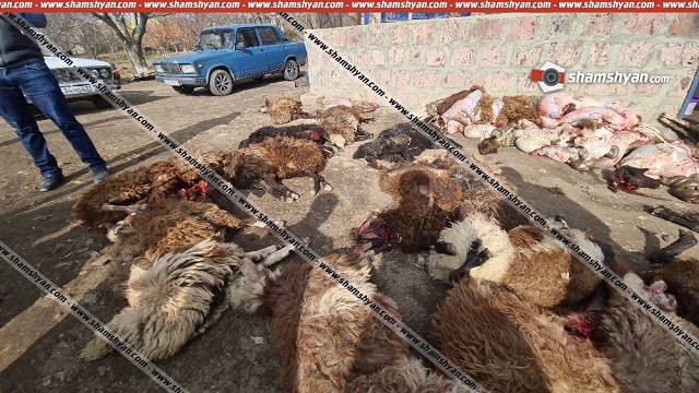 Արագածոտնի մարզում գայլերի հարձակման հետևանքով սատկել է մոտ 170 գառ ու ոչխար․ Shamshyan.com