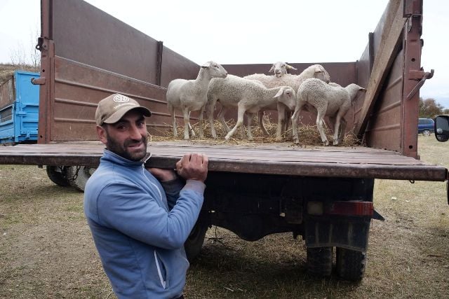 ԵՄ-ն ֆրանսիական դիմացկուն ոչխարներ և խոյեր է մատակարարում հայ ֆերմերներին