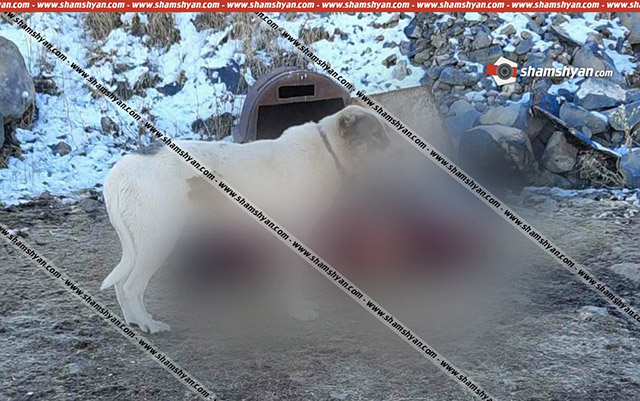 Ողբերգական դեպք՝ Գեղարքունիքի մարզում. անասնագոմի տարածքում հայտնաբերվել է մասամբ հոշոտված կնոջ դի. shamshyan.com