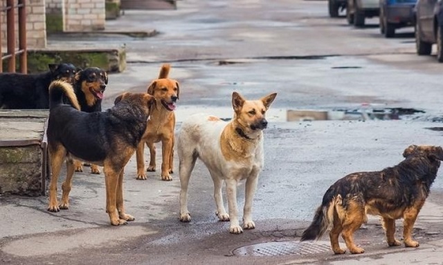 Ահազանգ․ Գյումրու կենտրոնում 7-8 շուն հարձակվել են 24-ամյա աղջկա վրա