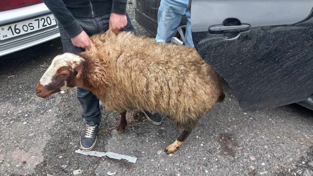 Գողացել էին մարտկոցներ և 6 գլուխ ոչխար, որոնցից մեկը մեքենայում էր
