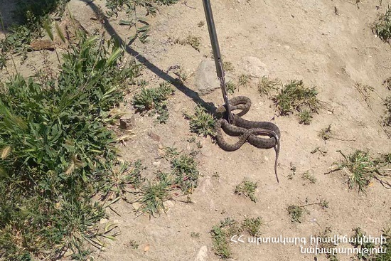 Դովեղ բնակավայրում փրկարարները հայտնաբերել են իժ տեսակի օձ