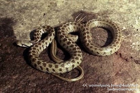Զովունի գյուղի տներից մեկի մոտակայքում հայտնաբերվել է սահնօձ տեսակի օձ