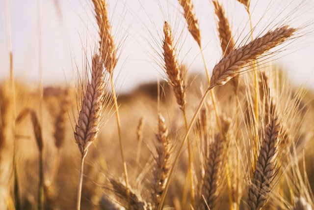 Արդյոք գյուղացիներն օգտվո՞ւմ են աշնանացան ցորենի արտադրության աջակցության ծրագրից