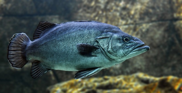 Թաղվել է մոտ 58 տոննա ձուկ. ՍԱՏՄ-ն Հայանիստ համայնքում գործող ձկնաբուծարանում խախտումներ է հայտնաբերել