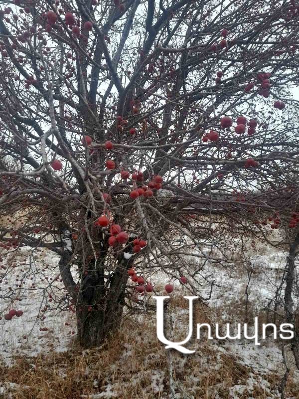 Ամասիայի խստաշունչ ձմռան մշադալար գեղեցկուհին