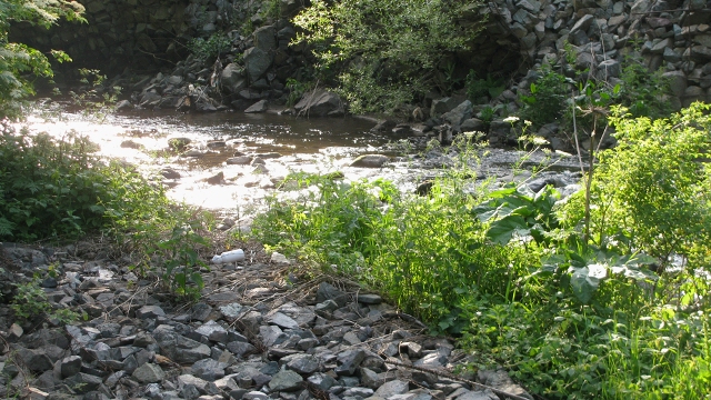 Կապտականաչ և դիատոմային ջրիմուռները՝ դոմինանտ Աղստև գետում. հայ գիտաշխատողների բացահայտումները