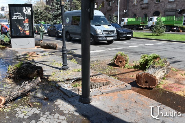 «Այստեղ ծառ որպես այդպիսին գրեթե չկար»․ Սայաթ-Նովա պողոտայի թեղիները հեռացվեցին