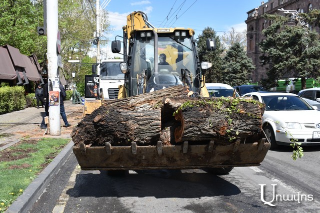 Քրիստինա Վարդանյան. Փաստացի՝ կազմակերպությունը հաստատեց, որ 4 անձ որոշում է կայացրել և վարչության պետի պաշտոնակատարը լիազորել է Երևանում ծառերի փոխարինման ծրագիր իրականացնել, առանց ՇՄԱԳ փորձագիտական եզրակացության