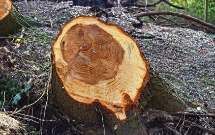 Անտառապետի և անտառապահի անփութության հետևանքով 2000-ից ավելի ծառի ապօրինի հատման դեպքի նախաքննությունն ավարտվել է