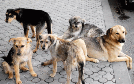Թափառող շների ահագնացող վտանգն Իջևանում