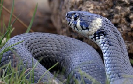 «Օձի խայթոցից մահացությունների 40 տոկոսը` ոչ թե թույնից, այլ` սարսափից». ինչպե՞ս զգուշանալ օձերի ակտիվության շրջանում