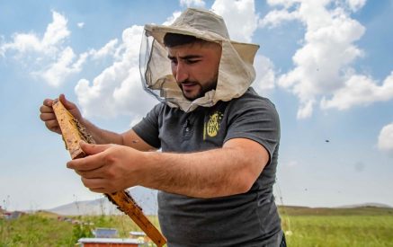 Բուժիչ մեղր՝ Սպիտակ մելիլոտուսից. նոր մշակույթ հայկական մեղվապահության մեջ