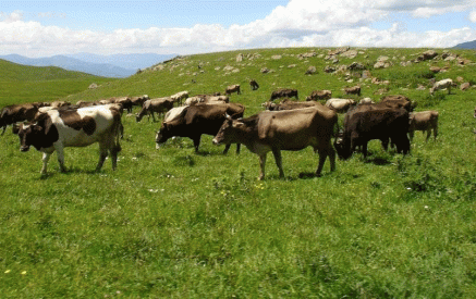 «Մոմով ման գաս, հովիվ չես ճարի»․ ինչո՞ւ է Շիրակի մարզում գրեթե կիսով չափ կրճատվել անասնագլխաքանակը