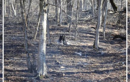 Դիլիջան ազգային պարկի պահաբաժնում բռնկված հրդեհը մարվել է. այրվել է 50 կանգուն ծառ