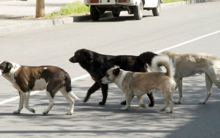 Թափառող շունը հարձակվել է Էջմիածնի քաղաքապետարանի աշխատակցի վրա, 73-ամյա կինը տեղափոխվել է հիվանդանոց. Shamshyan.com