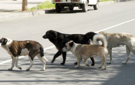 Ընտրել այն մարզային հանգույցները, որտեղ Երևանի օրինակով կկազմակերպվի թափառող կենդանիների խնամքի և վնասազերծման կենտրոնները. Դավիթ Խաժակյան