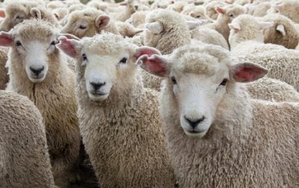 Արավուսից գողացված 270 գլուխ ոչխարն ադրբեջանցիները վերադարձրել են․ Panorama.am