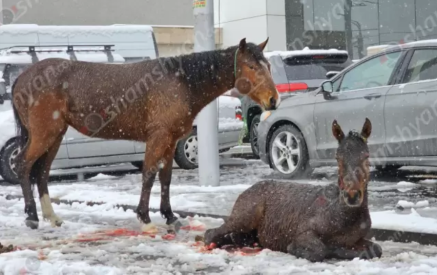 Ձին և վիրավոր քուռակը անօգնական վիճակում հայտնվել են փողոցում. Իսակովի պողոտայում վրաերթի ենթարկված ձիու տիրոջը գտել են