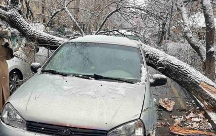 Ձյան հետևանքով Երևանում գերհասուն ծառեր են ձնատապալ եղել