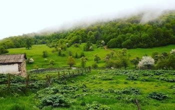 Անտառներ՝ թղթի վրա․ ինչպես փոշիացնել գումարները. «Հետք»