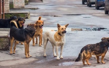 Կենդանասերների բողոքն ու «ԿՈՒՄՆԻ» ՍՊԸ-ի լռությունը․ Գյումրիում շների ստերջացման շուրջ աղմուկը չի դադարում
