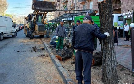 «Ծեր ծառերի» սպանդը շարունակվում է (ֆոտոշարք)