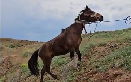 Փրկարարները քաղաքացուն ու ձիուն դուրս են բերել մացառուտից