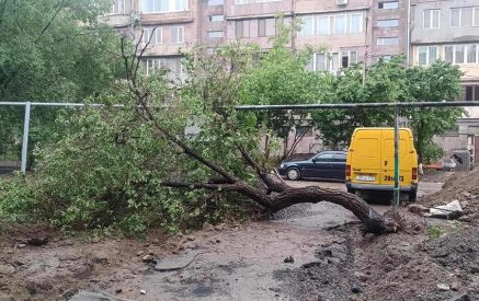 Երևանում գրանցվել է ծառերի տապալման ավելի քան 100 դեպք