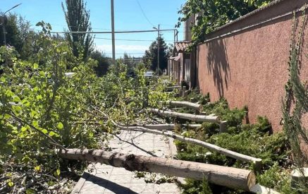 Փիրումյան փողոցում քաղաքացին 45 բարդի է հատել. հետագա ծառահատումը կանխվել է