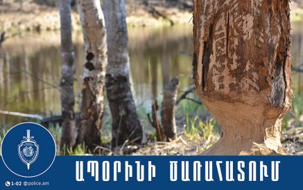 Սյունիքում պարեկները ձերբակալել են ապօրինի փայտանյութ տեղափոխող վարորդին