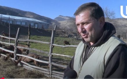 «Ավստրիացի» այծերը սահմանամերձ Ուժանիսի այծաբուծարանում հարմարվել են ու բազմացել