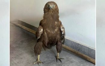 Կարմիր գրքում գրանցված արծիվը Երևանի կենդանաբանական այգի է տեղափոխվել. ԲԸՏՄ