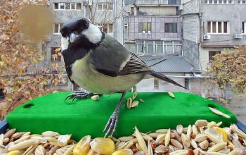 Ucom-ի աջակցությամբ «Արևորդի» ՀԿ-ն իրականացնում է «Խելացի թռչնադիտարկում» կրթական ծրագիրը