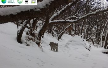 Լուսանը՝ «Խոսրովի անտառում»