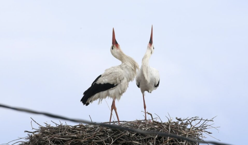 Մուշում 44 տարի արագիլները բույն են հյուսել նույն տան տանիքին