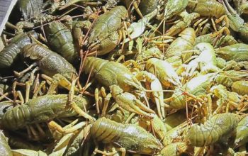 Ապօրինի որսված 43 կգ խեցգետինն առգրավվել և վերադարձվել է ջրամբար