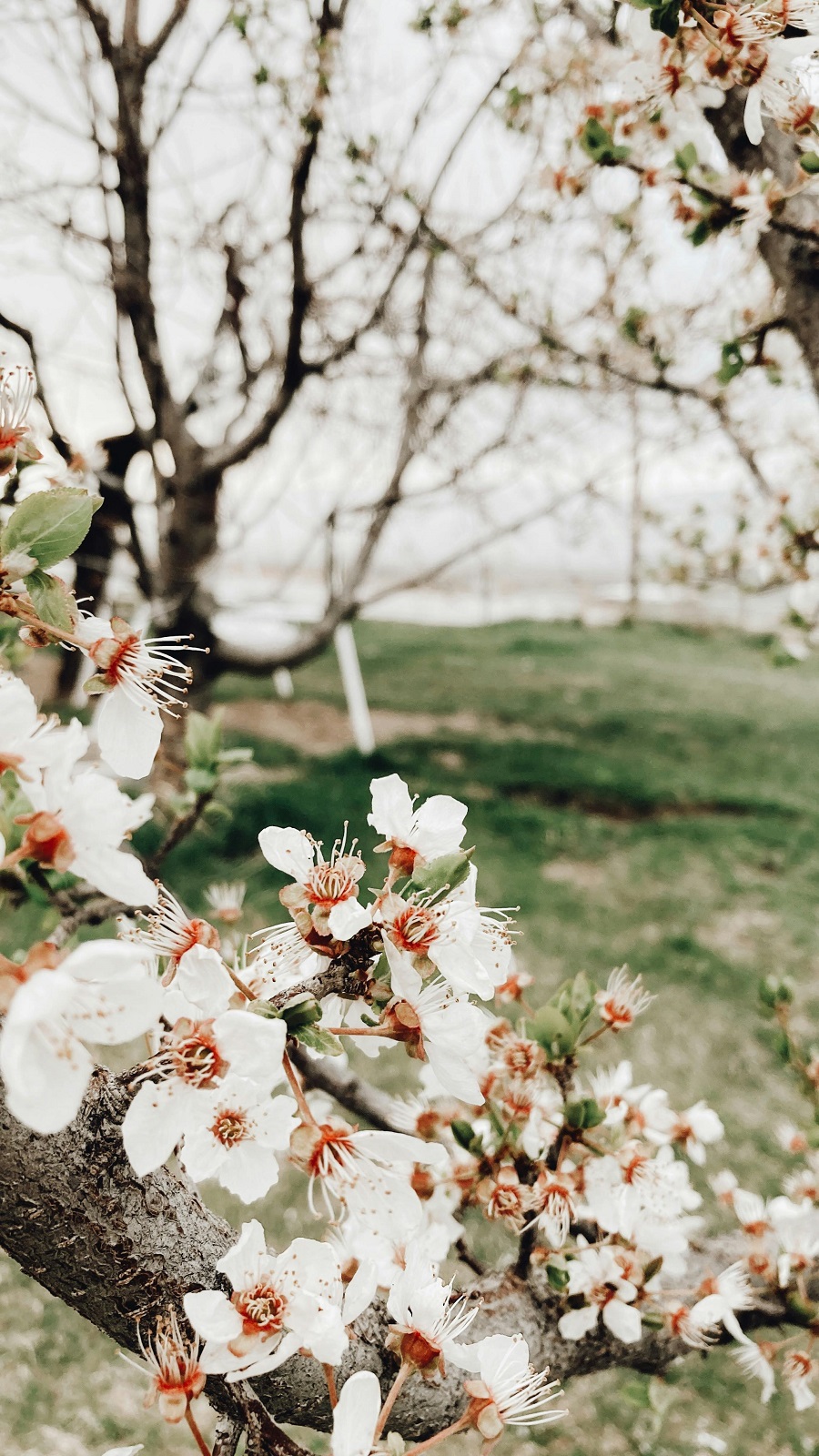 Առաջիկա հինգ օրվա եղանակի կանխատեսում