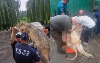 ՔԿ-ն վարույթ չի նախաձեռնել առգրավված առյուծի անկման դեպքի առթիվ